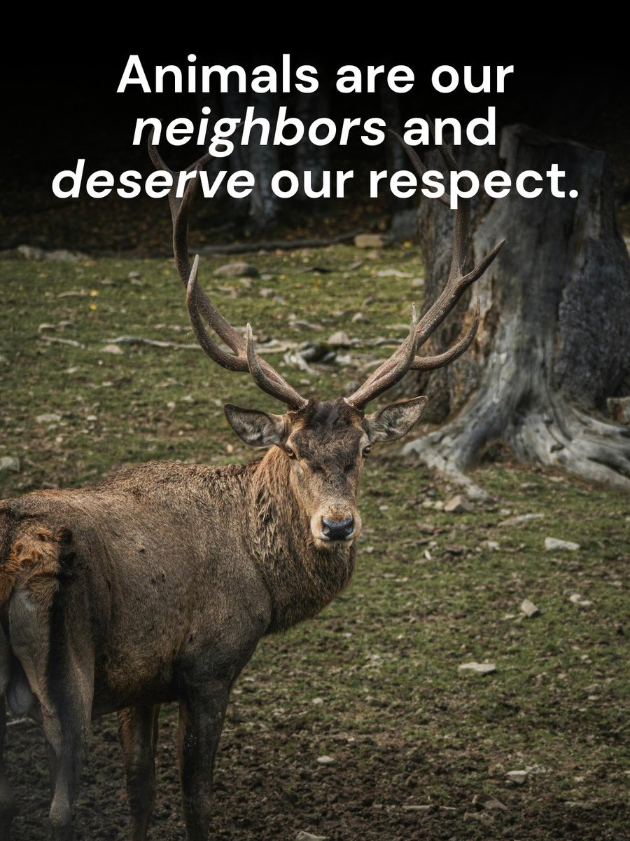 teamveganfta's tweet image. Animals deserve to be considered and respected just like we do. They are our neighbors and share this planet with us 🌎💜

#animals #planet #wildlife