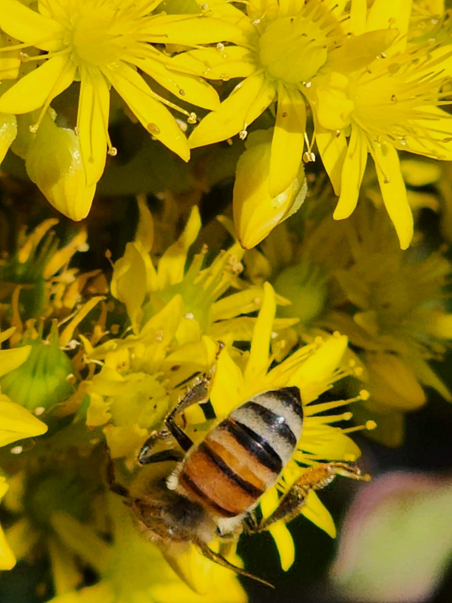 د. محسن نادي- Dr. Mohsen Nadi tweet media