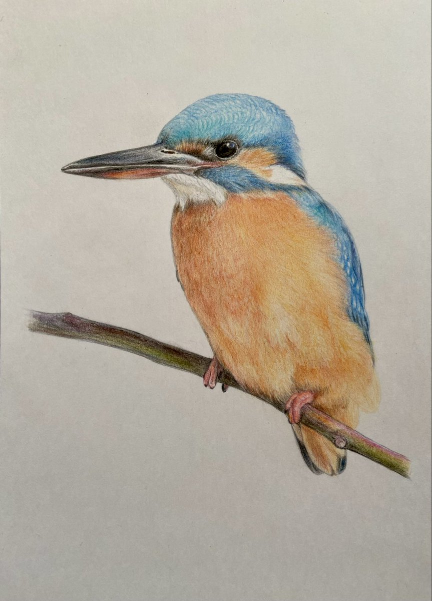 曽我 美香 色鉛筆画家✴︎５色で描く色鉛筆画作品展2✴︎4/4~4/24えんしんライフサポートプラザ tweet media