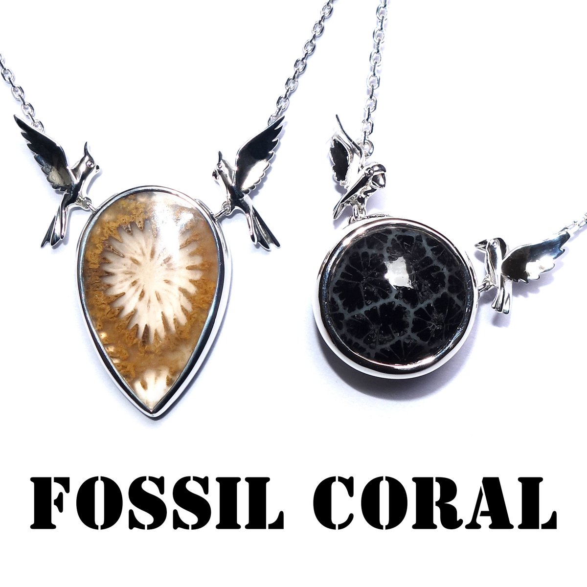 珊瑚の日 ということでフォッシルコーラル☆サンゴの化石☆ 3/5