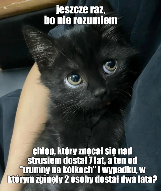 donald.pl tweet media