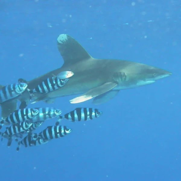 Middleclass1967's tweet image. Thune is now at the mic replacing Mitch &amp;amp; a new set of pilot fish &amp;amp; #UnitParty #Rinos are swimming behind him kissing his ass &amp;amp; ignoring voters on the Save Act &amp;amp; the talking filibuster