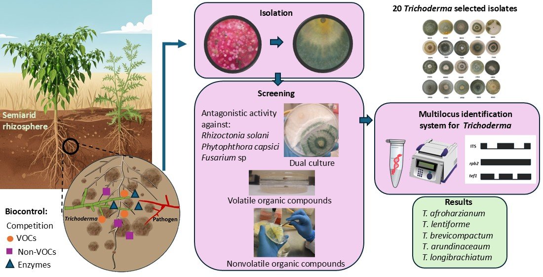 JoF_MDPI's tweet image. 🌱 New research in Journal of Fungi

Native Trichoderma species from semiarid soils show strong antagonism against key pepper wilt pathogens including Rhizoctonia solani, Phytophthora capsici, and Fusarium spp.

#Trichoderma #PlantPathology #Biocontrol #Mycology #PlantHealth