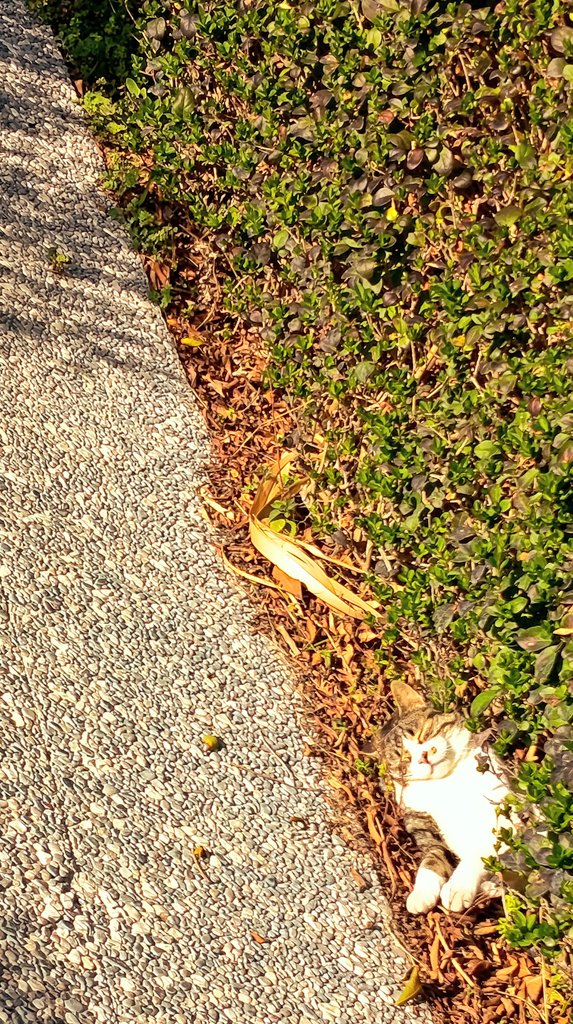 NAMUCAP 🔱SUSAMKHAMUN🔱 @namucap.bsky.social tweet media