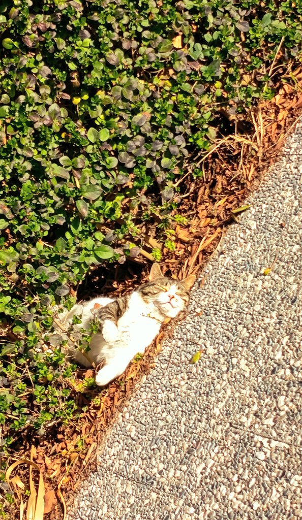 NAMUCAP 🔱SUSAMKHAMUN🔱 @namucap.bsky.social tweet media