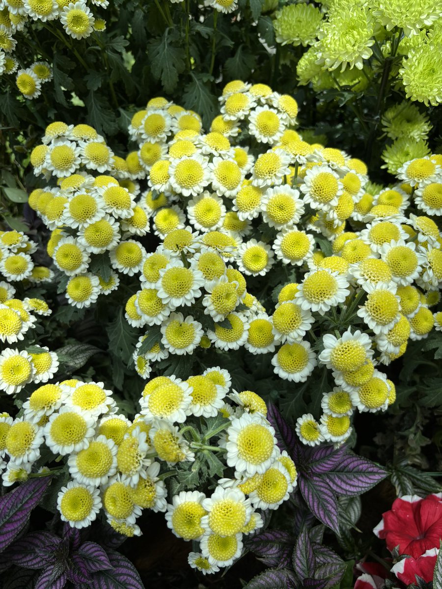driftiu's tweet photo. I’ll post sum literal BEAUTY here, bcs Floral Fantasy was my favourite place in Garden by the Bays 😭🤌🏻😩❤️ https://t.co/i6PRAaouR0