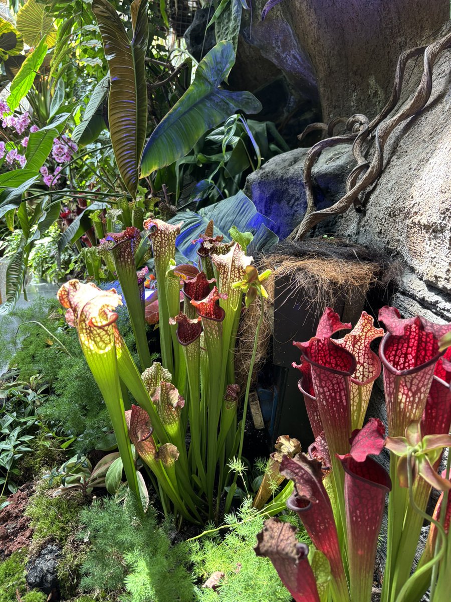driftiu's tweet photo. I’ll post sum literal BEAUTY here, bcs Floral Fantasy was my favourite place in Garden by the Bays 😭🤌🏻😩❤️ https://t.co/i6PRAaouR0