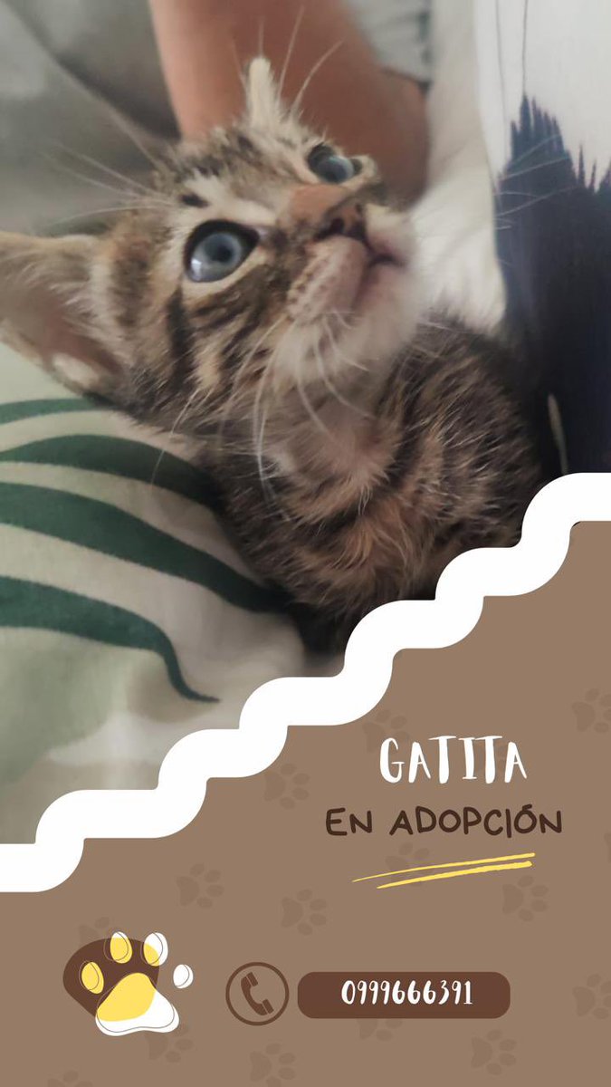 La Revolución Animal tweet media