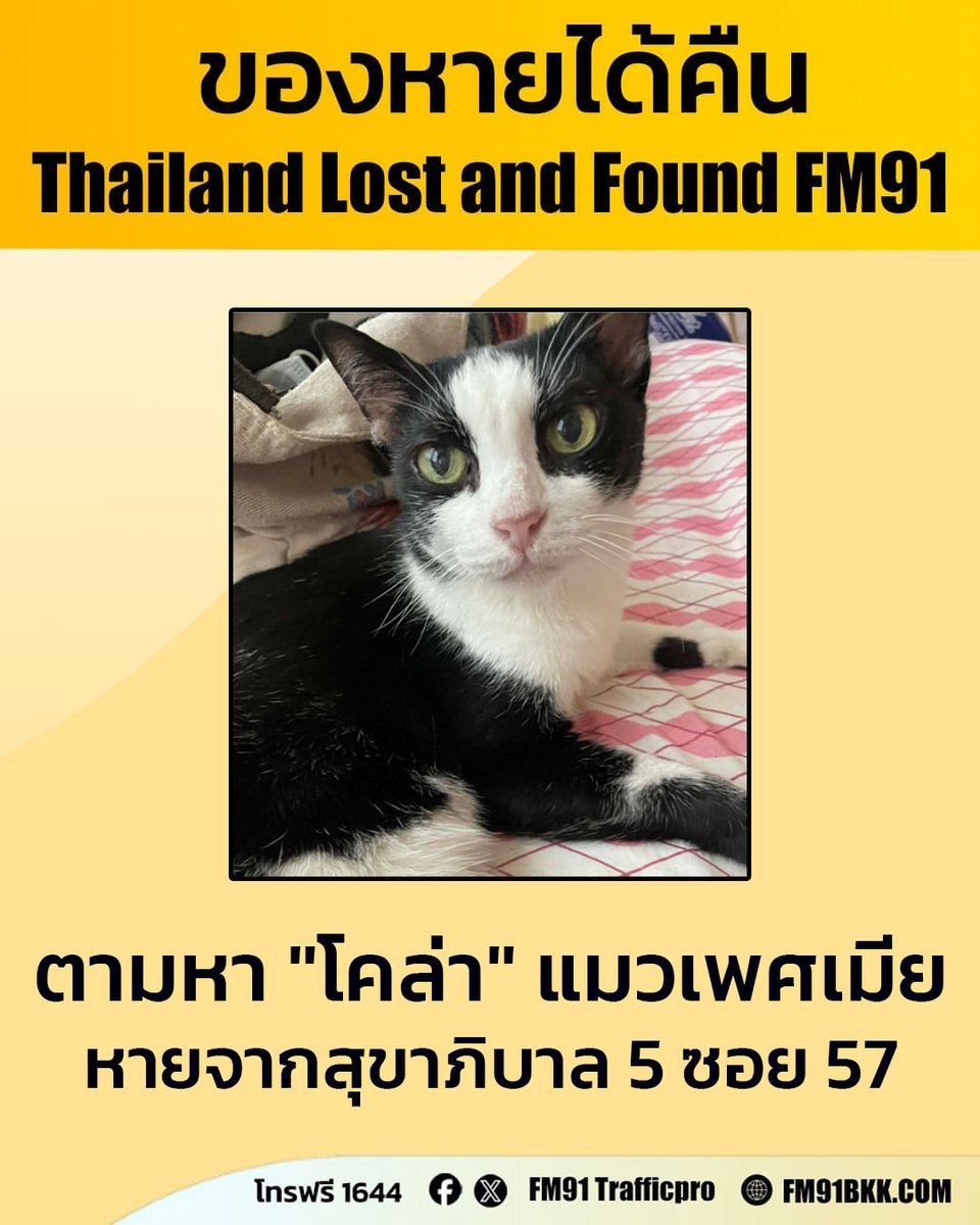ตามหา "โคล่า" แมวเพศเมีย ลายสีขาวดำ นิสัยขี้กลัว และป่วยเป็นโรคไต
หายจากสุขาภิบาล 5 ซอย 57 เขตสายไหม กรุงเทพฯ วันที่ 21 ก.พ. 2569

พบเห็นติดต่อกลับที่หมายเลขโทรฟรี 1644 สวพ.FM91 ได้ตลอด 24 ชั่วโมง
#ของหายได้คืน #thailandlostandfound #โทร1644 #FM91