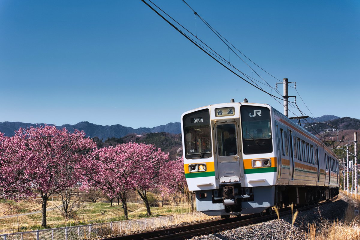 気温が高いので色々開花が早そうだそうで。
しれっと昔の写真混ぜてもバレなさそうかな？🤔