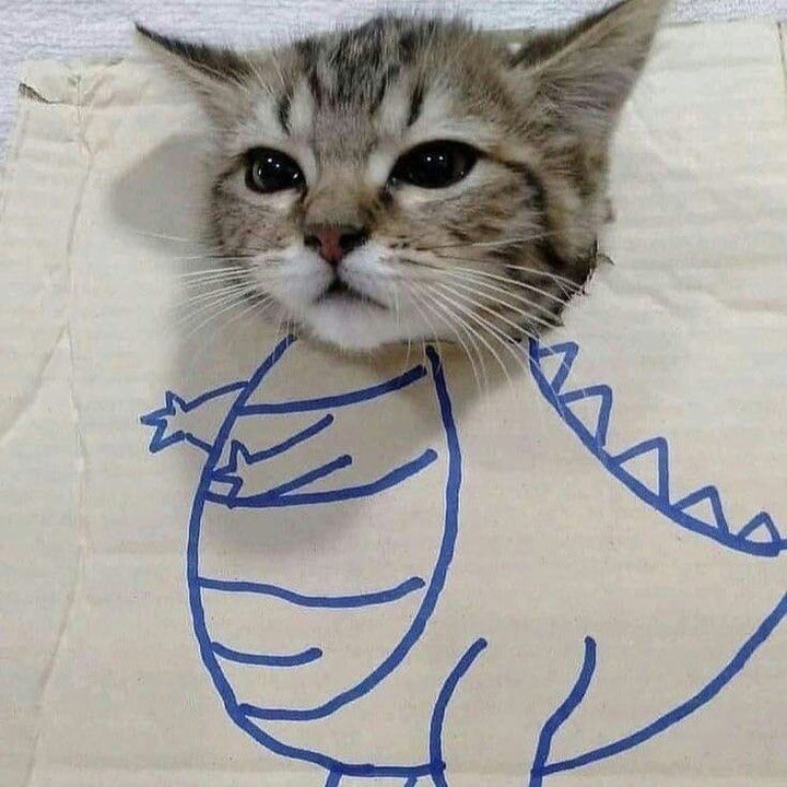 어린 릿냥이의 꿈