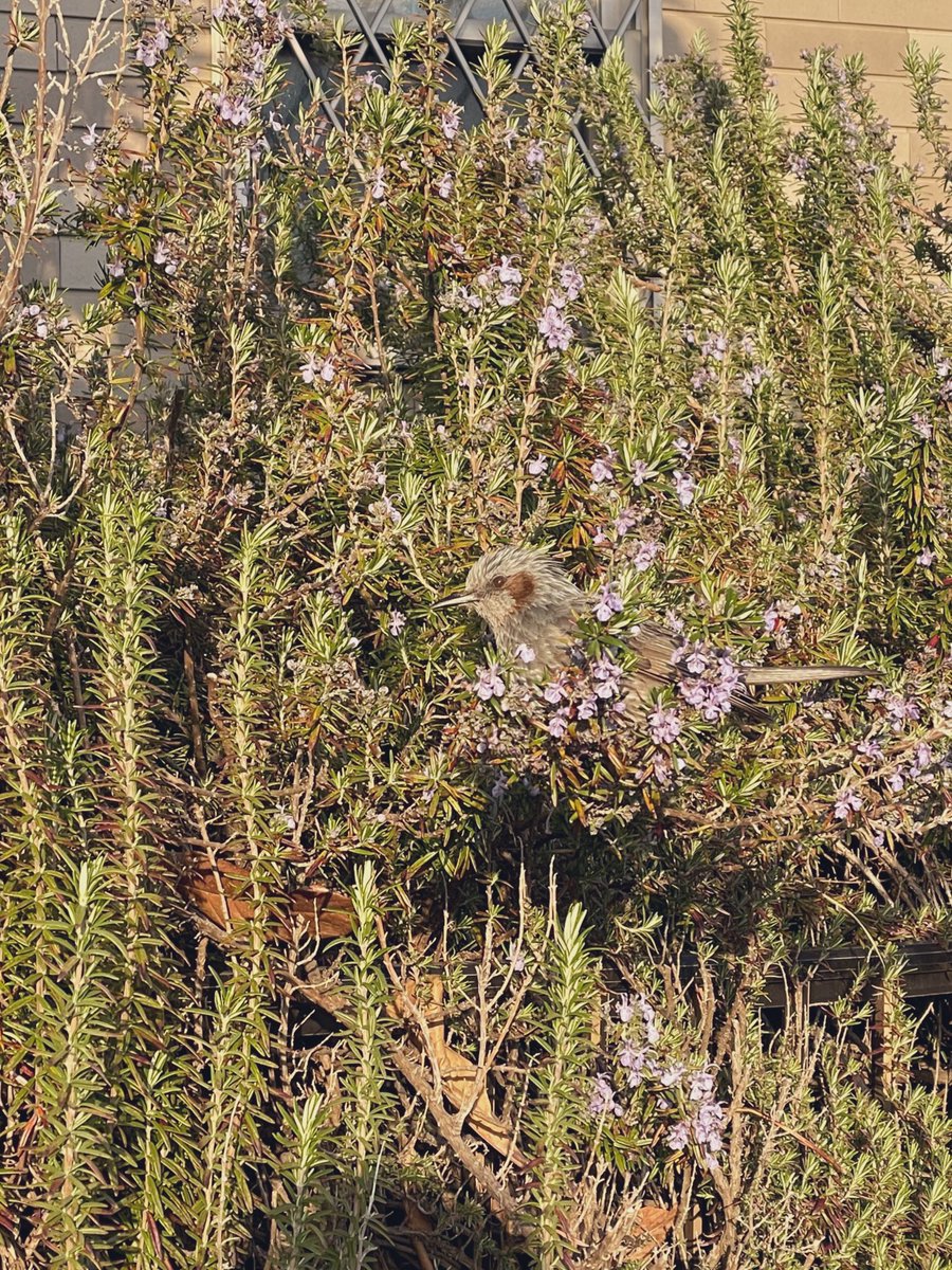 3月5日　ヒヨドリが花着てて嬉しい
