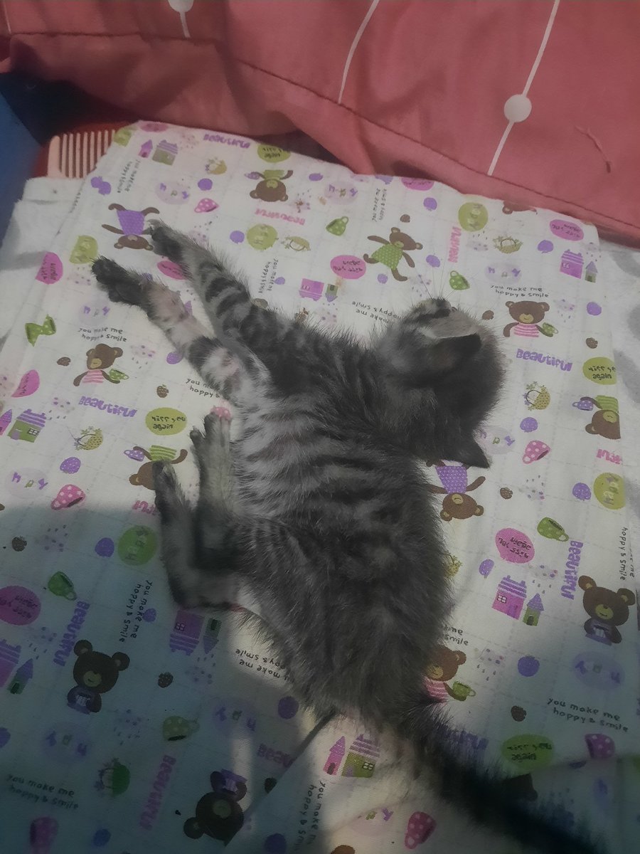 Merica Batak tweet media