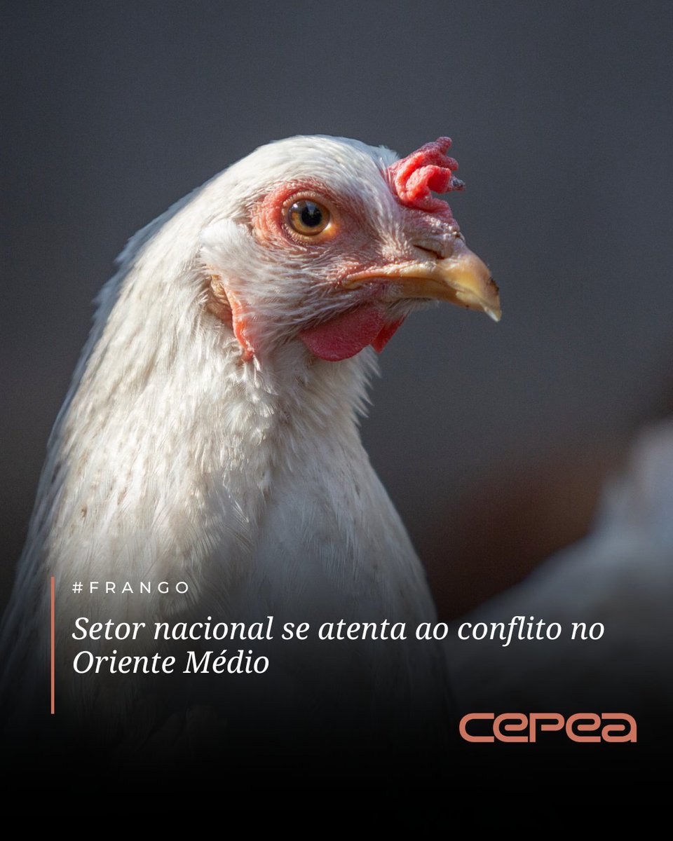 CepeaEsalq's tweet image. #FRANGO – O atual conflito no Oriente Médio – região que foi destino de quase 25% dos embarques brasileiros de carne de frango em 2025 – tem deixado agentes consultados pelo Cepea em alerta.

Emirados Árabes Unidos e Arábia Saudita são, respectivamente, o primeiro e o terceiro