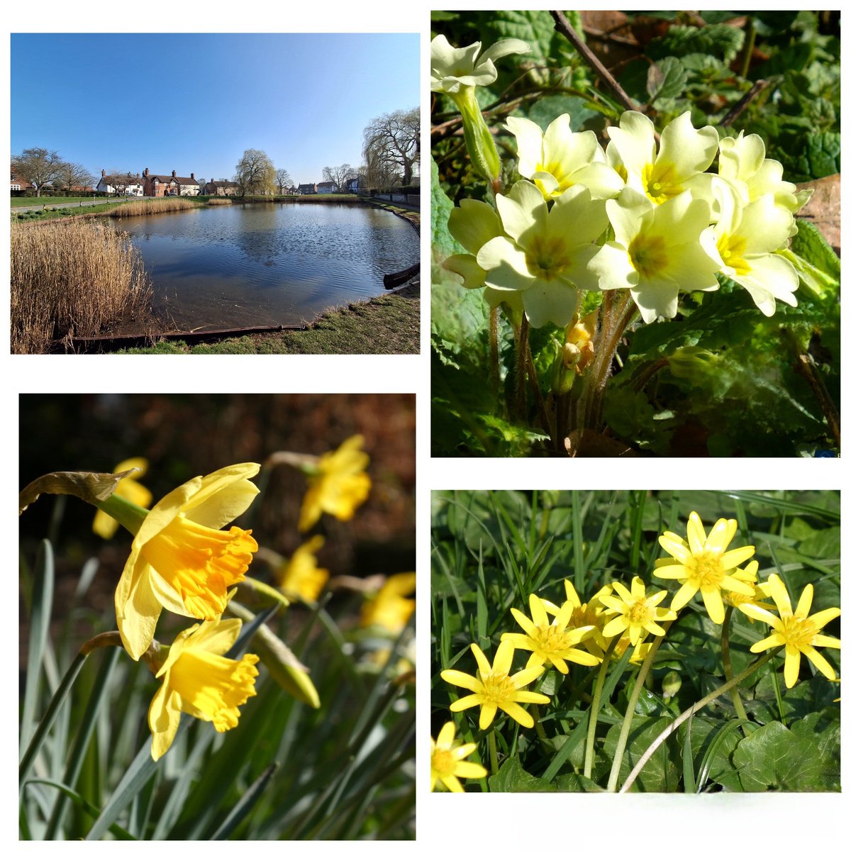 Passed through Askham Richard this afternoon. The quintessential English village, except the pub's been closed for years. It's alright, though, the ducks are still on the pond, the church doors are open, and it's covered in Yellow #Flowers. England 🏴󠁧󠁢󠁥󠁮󠁧󠁿 in Spring.