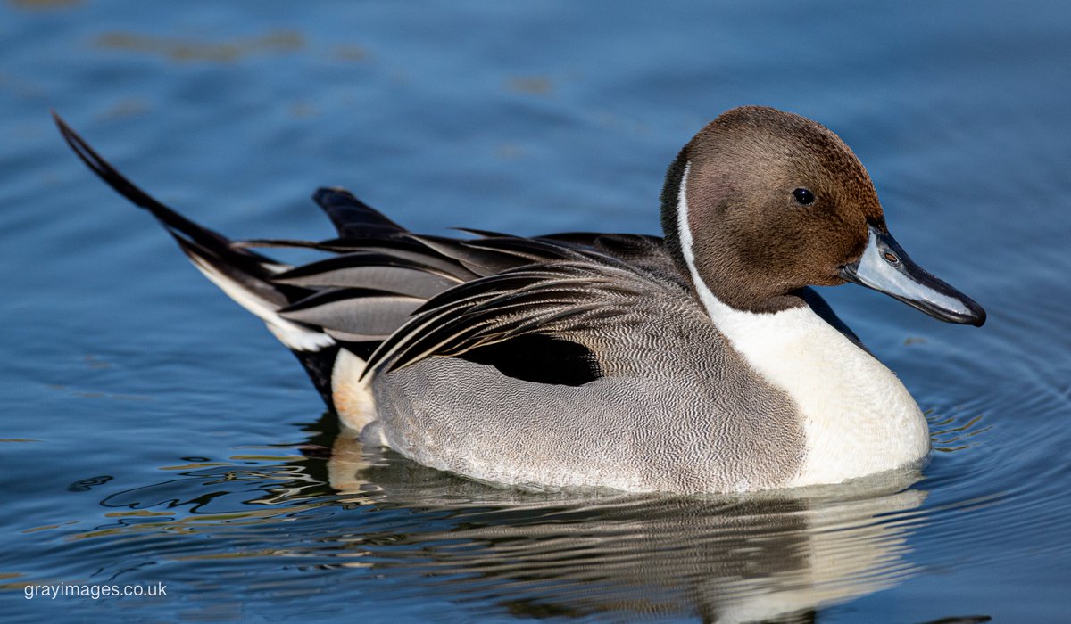 Sean Gray tweet media