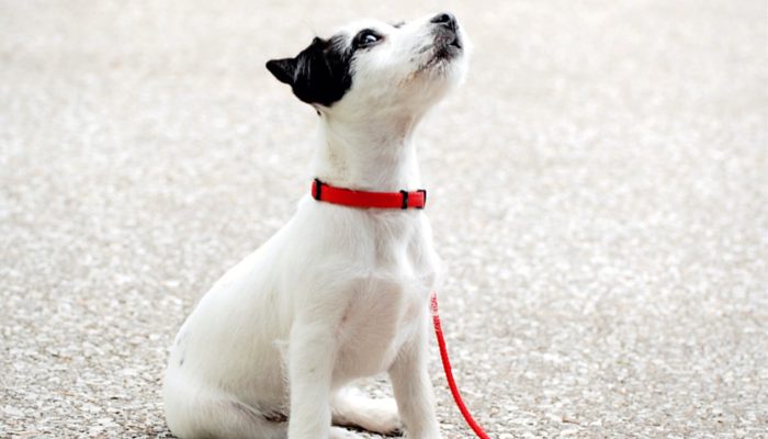 DogTalkDiva's tweet photo. 500 Korean Dog Names https://t.co/of5hsUFzL5 https://t.co/jKMN9bOjx0