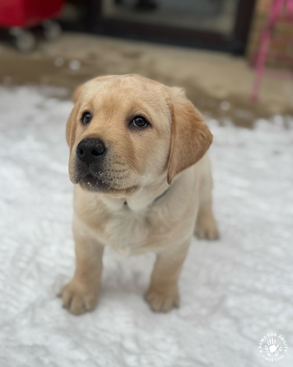 4 Paws For Ability tweet media