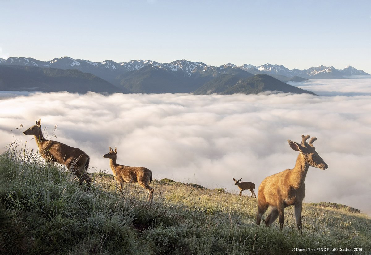 The Nature Conservancy tweet media