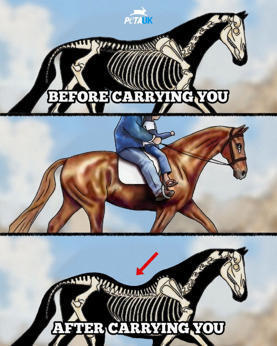 PETAUK's tweet image. The #YearoftheHorse - a sign meant to represent freedom, power, and life. But for countless horses worldwide, those ideals are betrayed as they’re exploited for profit and entertainment. 🐎💔