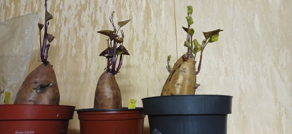 Guy De Kinder tweet media