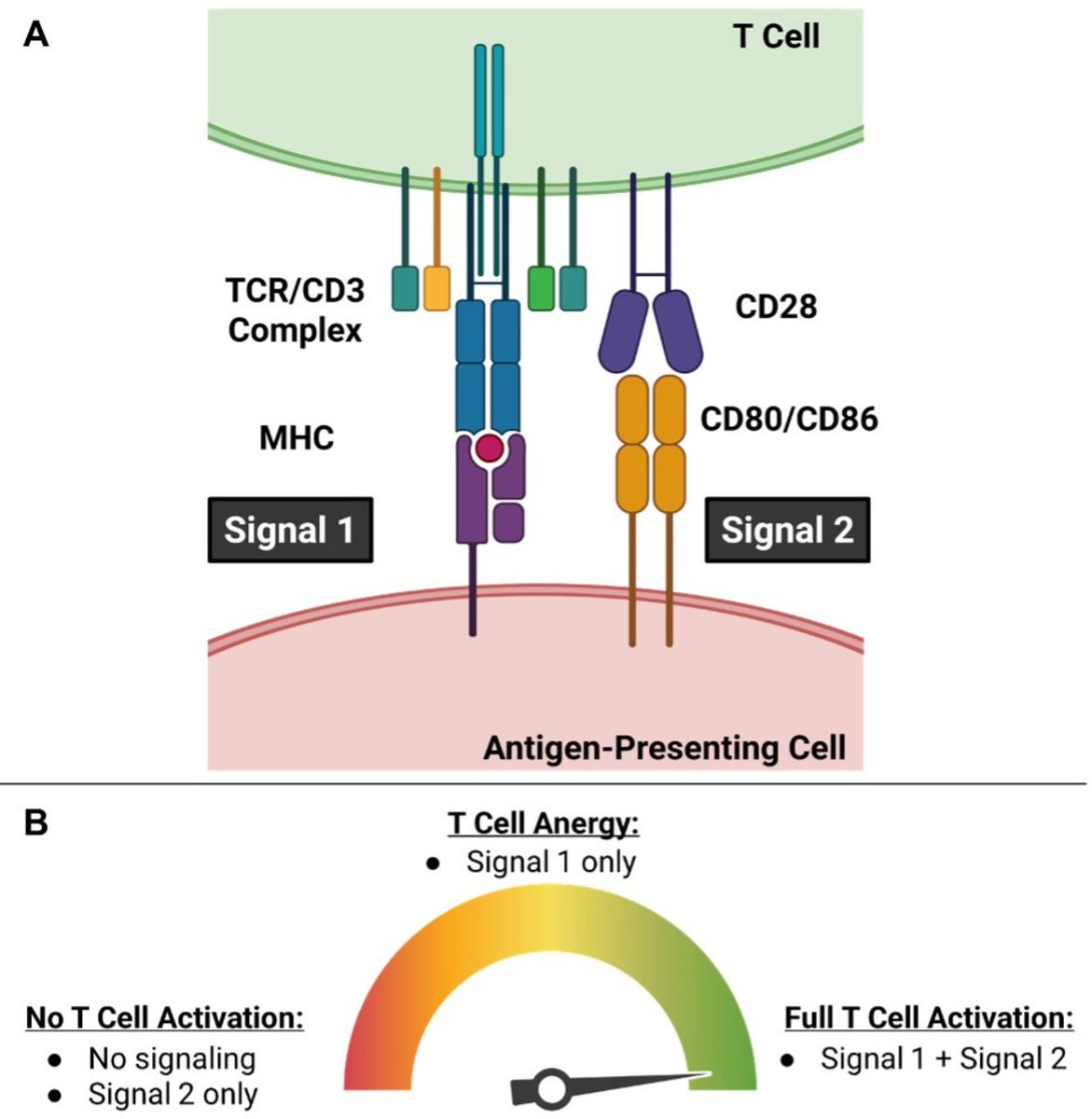 Journal for ImmunoTherapy of Cancer tweet media