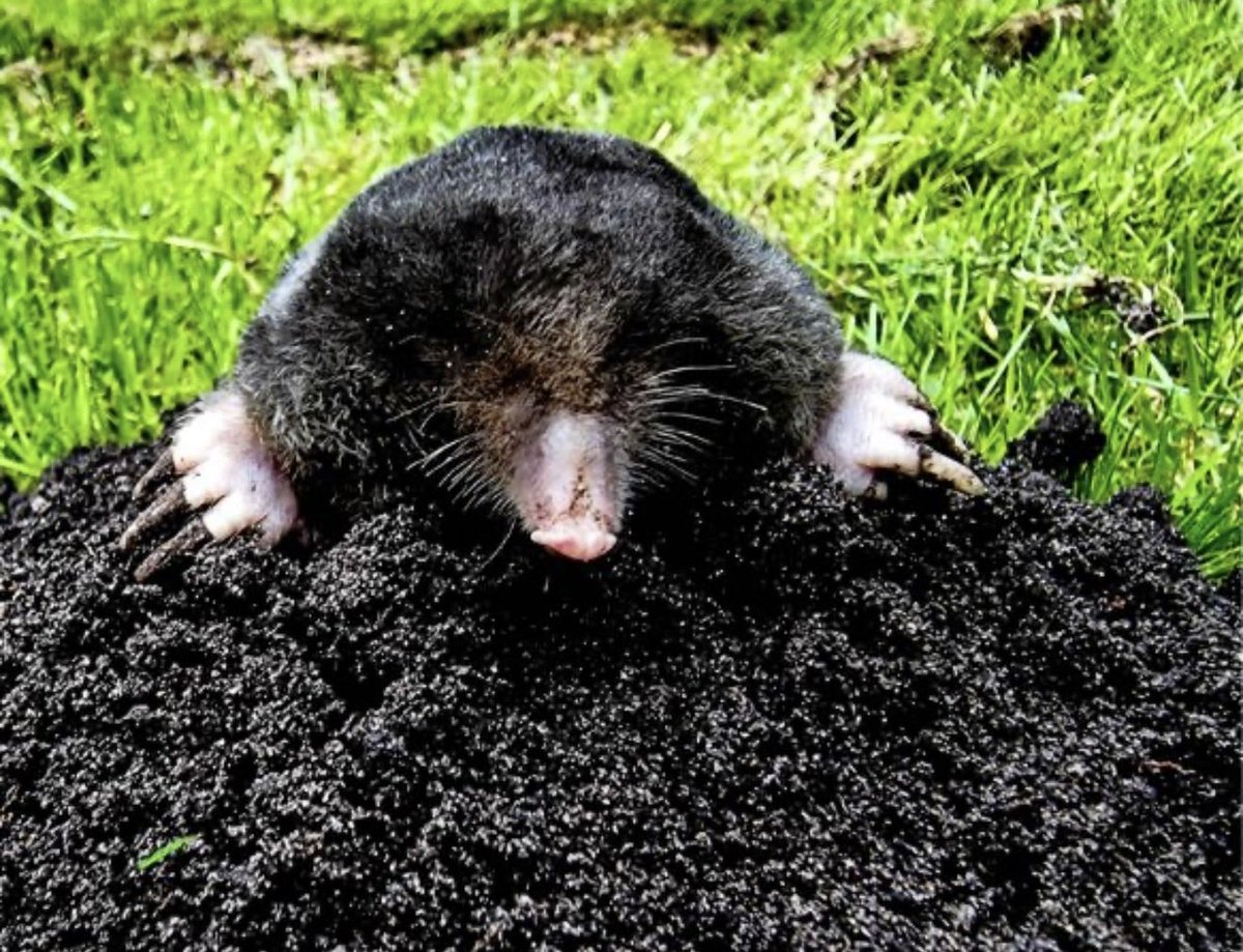 Juanita Broaddrick tweet media