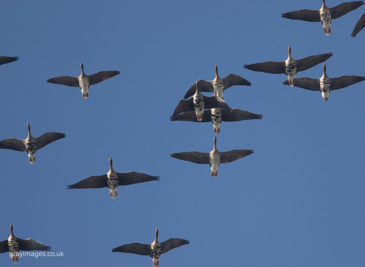 Sean Gray tweet media