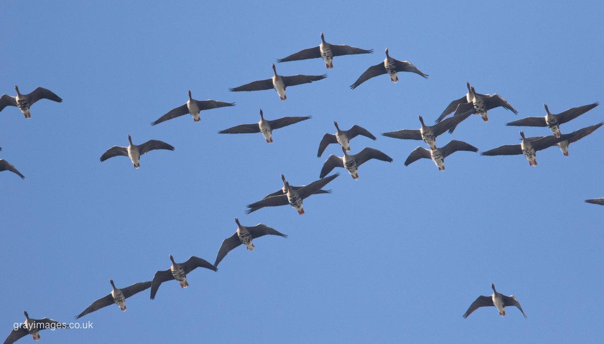 Sean Gray tweet media