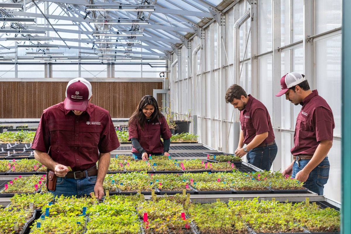 Texas A&M AgriLife Research tweet media