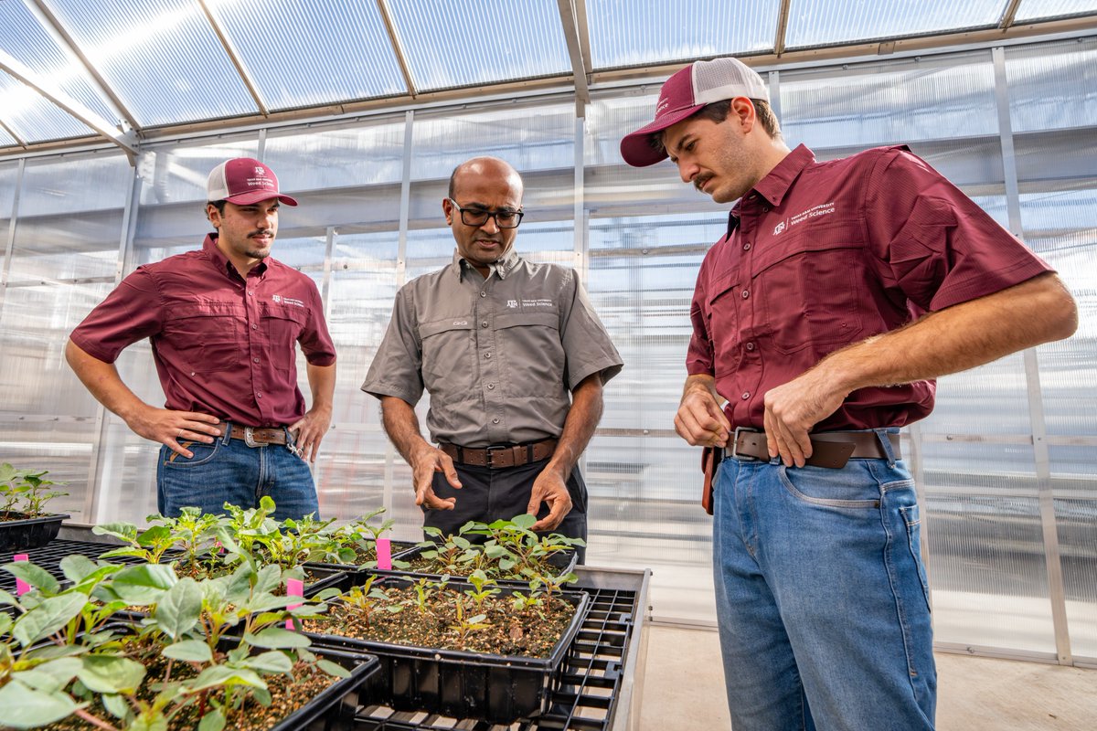 Texas A&M AgriLife Research tweet media
