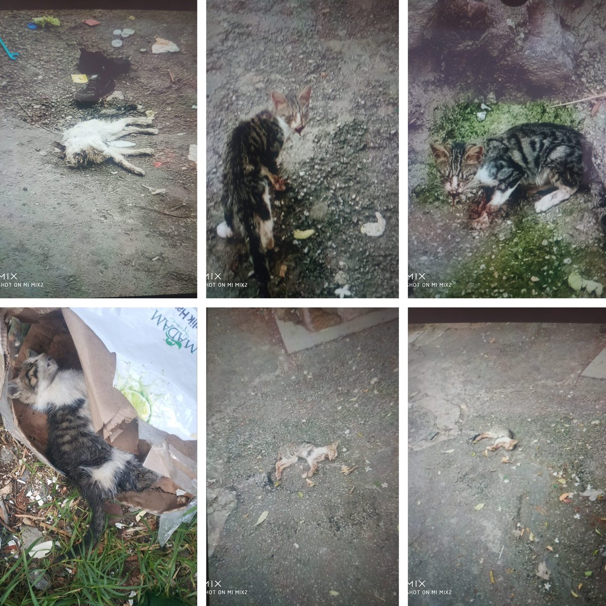 İzmir Kadifekale Ballıkuyu Ali Reis Mahallesi’nde sokak kedilerine yönelik korkunç görüntüler var. Yaralanan ve ölü bulunan kediler var.

Bu olayların acilen araştırılmasını ve sorumlular hakkında işlem yapılmasını talep ediyorum.

Görselleri paylaşıyorum.
CİMER başvuru metnini