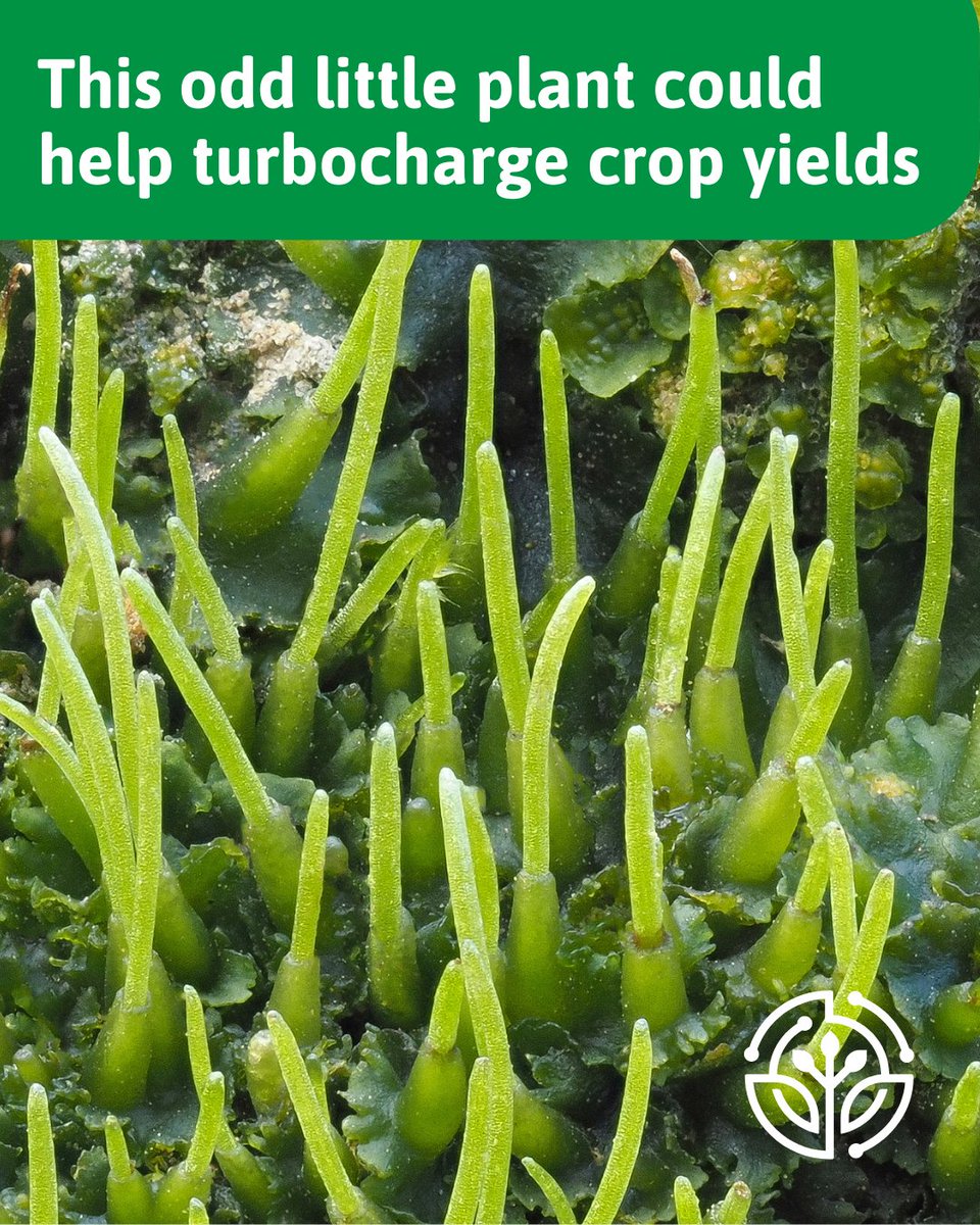 Boyce Thompson Inst tweet media