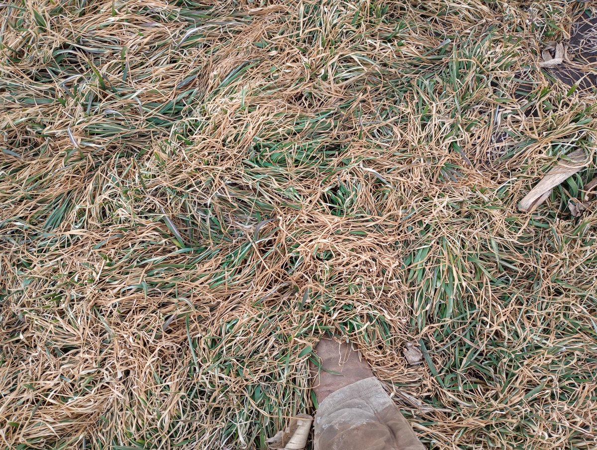 My soybean herbicide is waking up from its winter nap!