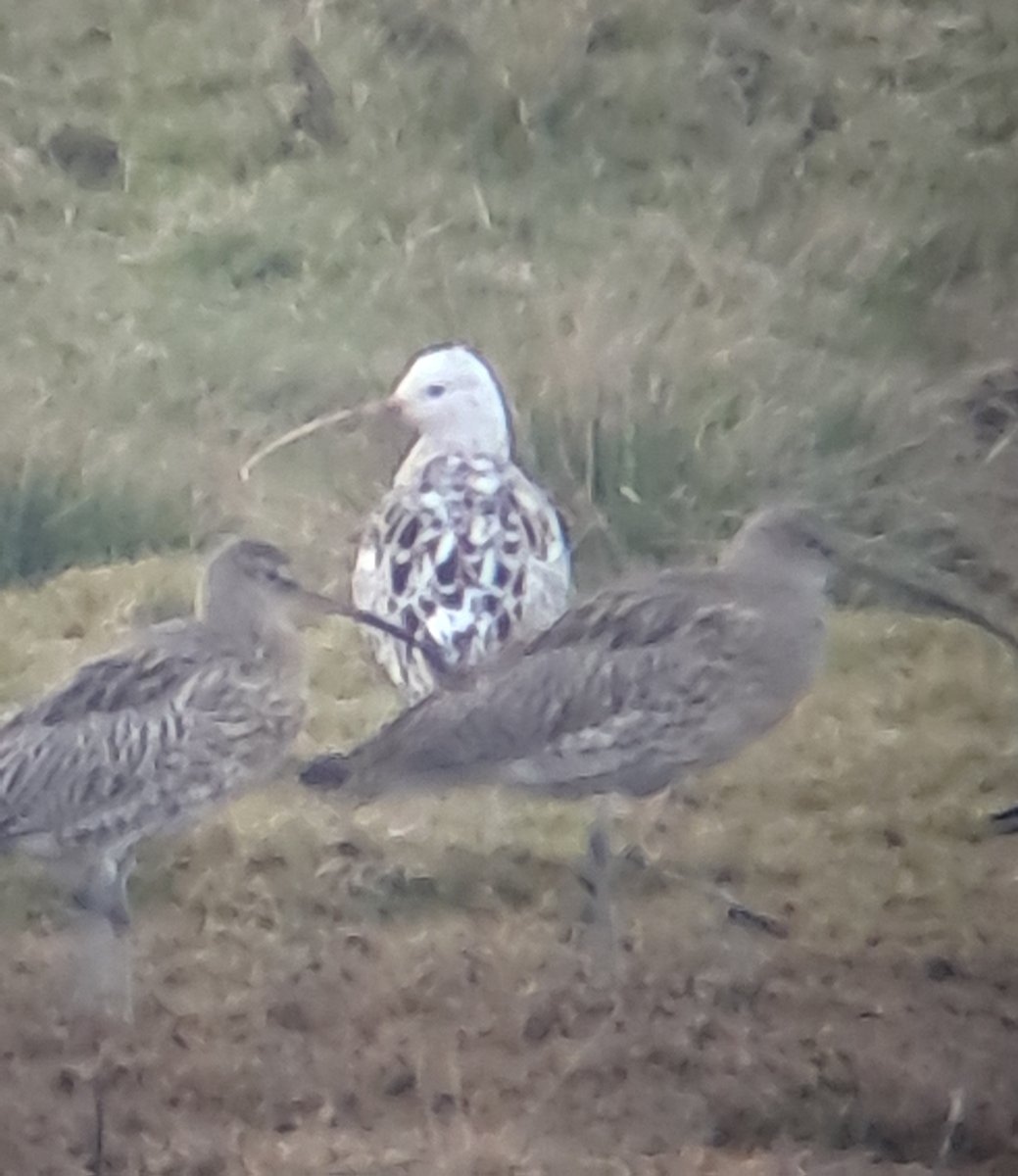 Chris murphy tweet media