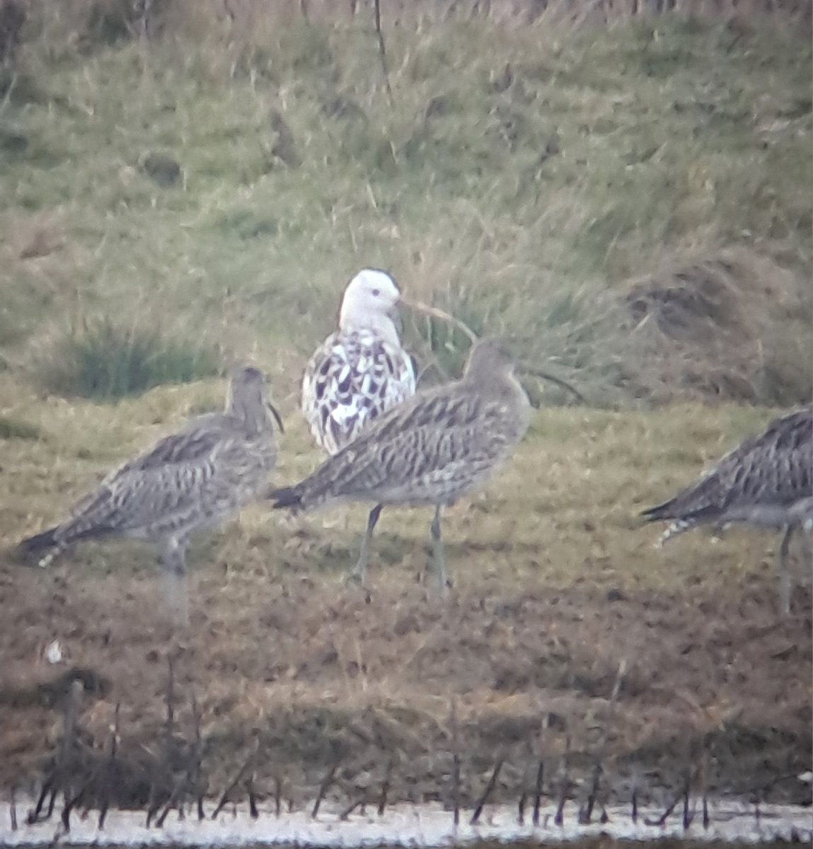 Chris murphy tweet media