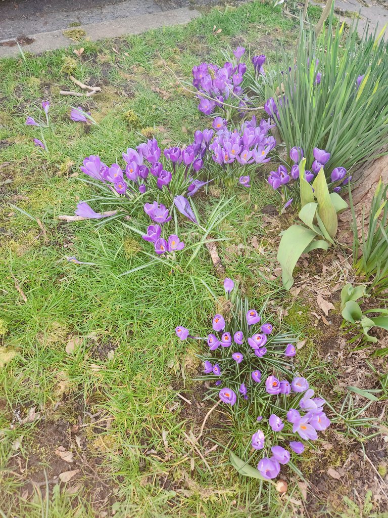 Signs of #spring all around !  #flowers #beautiful #nature #stroll