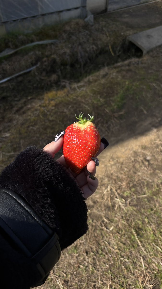 MiharuWavy's tweet photo. いちご狩り❤️ https://t.co/6RKpO1Kb29