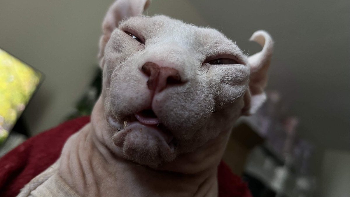 Krow 🤍 tweet media