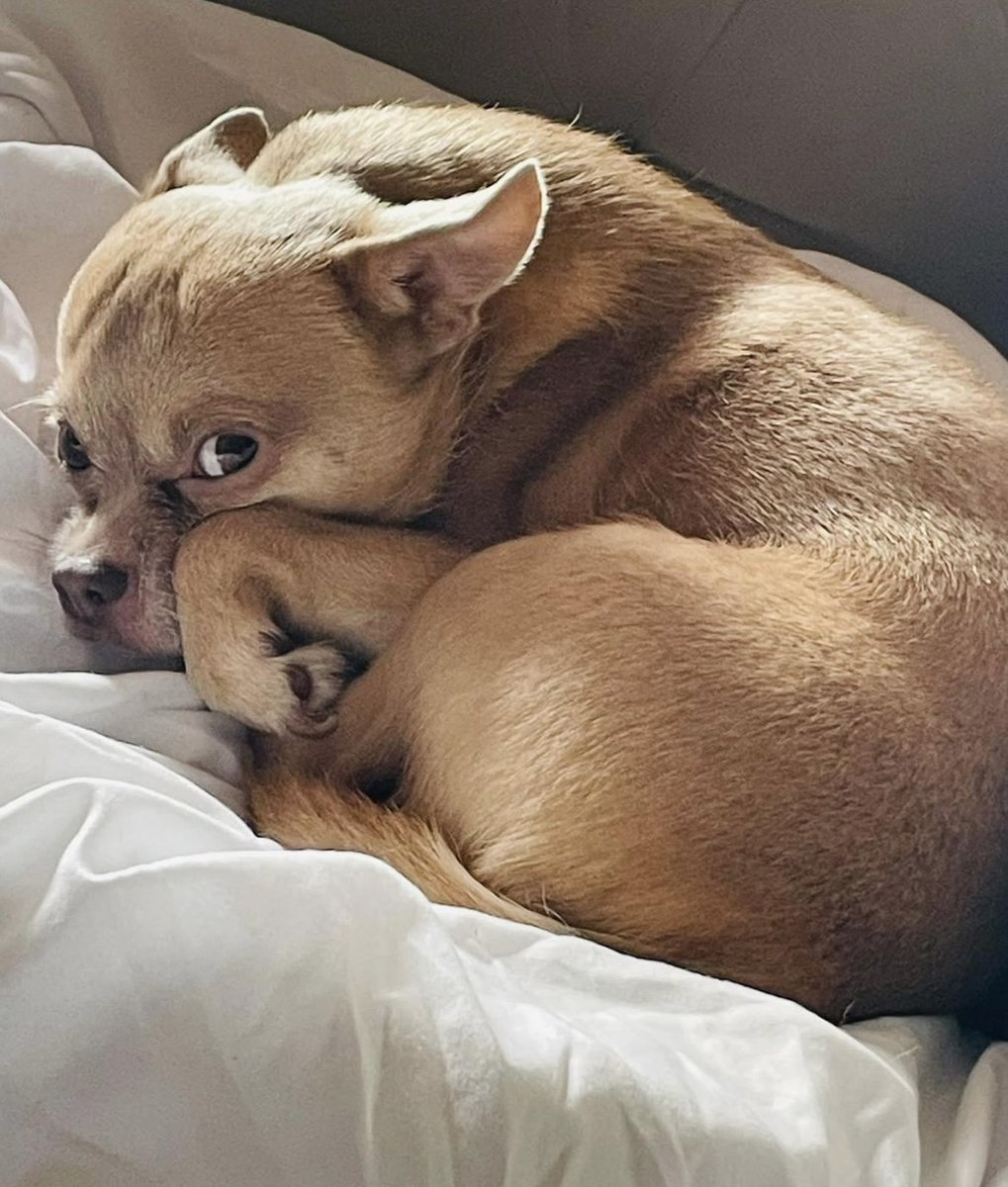 🆘5 MAR 2026 #Lost Diego #ScanMe
YOUNG Chihuahua Male #PUPPY
Very nervous dog and suffers from seizures😢
Buttermere Road #Orpington St. Paul’s Cray area
#GreaterLondon #London #BR5
doglost.co.uk/dog/202337