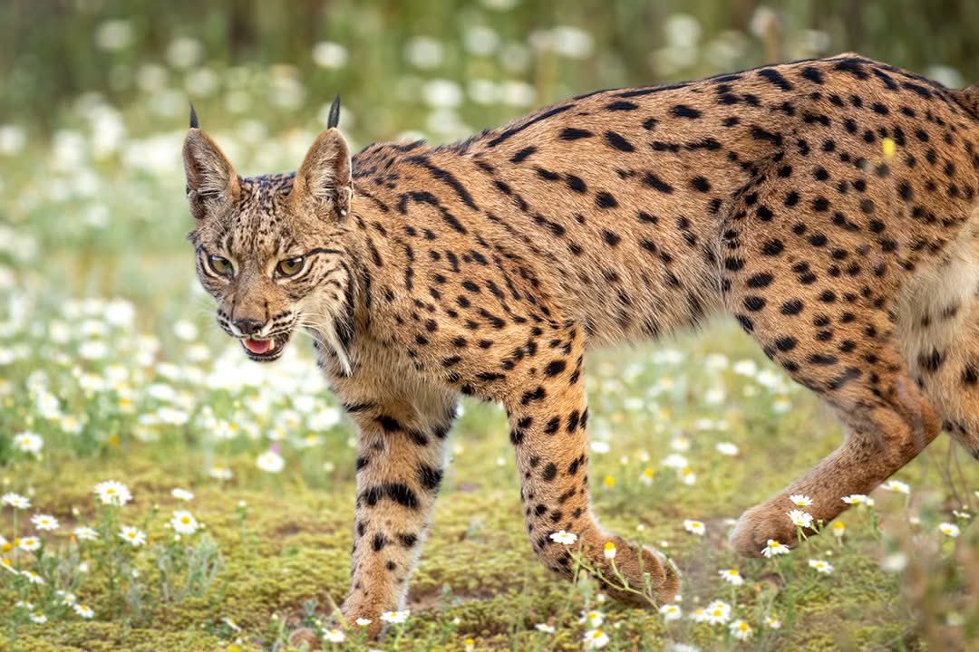 Francisco Romero I WildLife Photographer tweet media