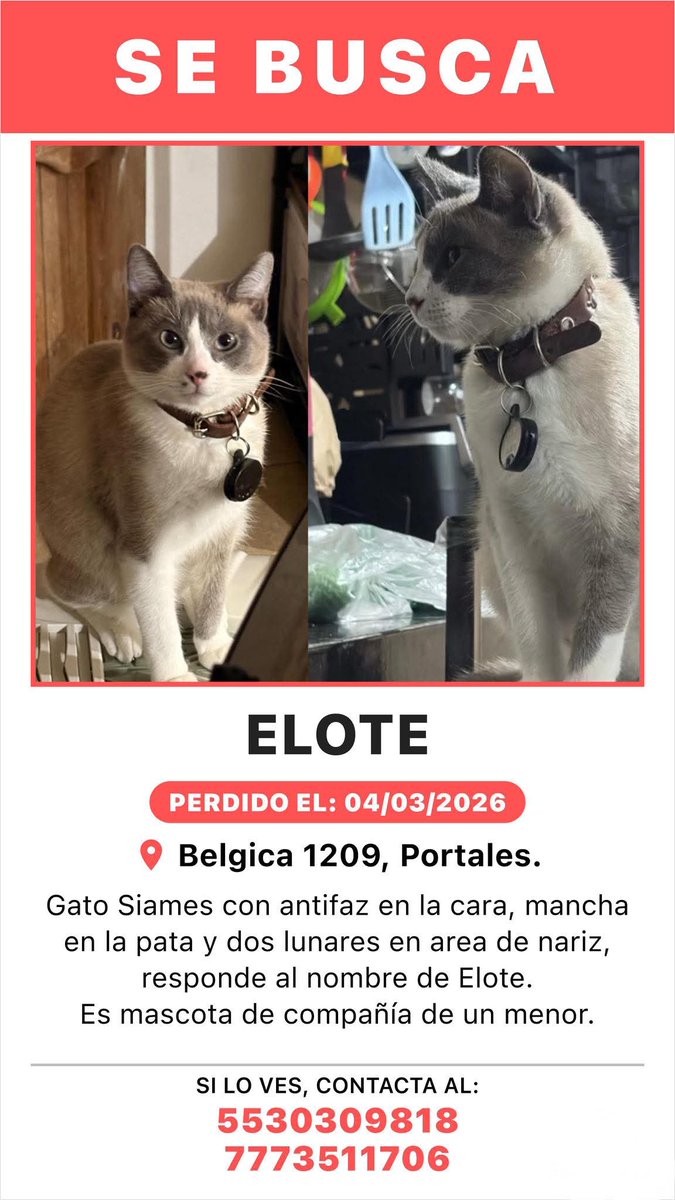 ¿Alguien ha visto a Elote?