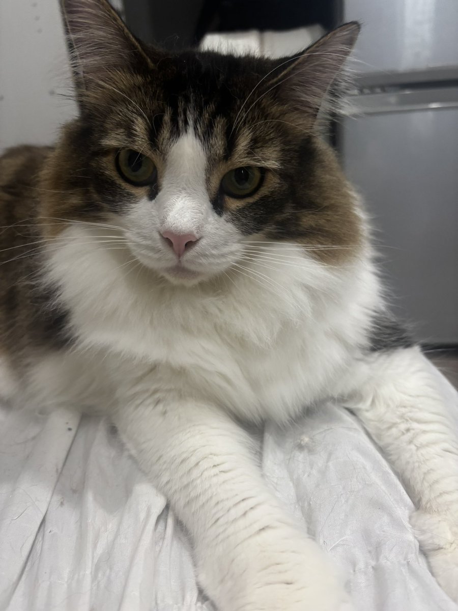 もふもふにゃん #猫好きさんと繫がりたい