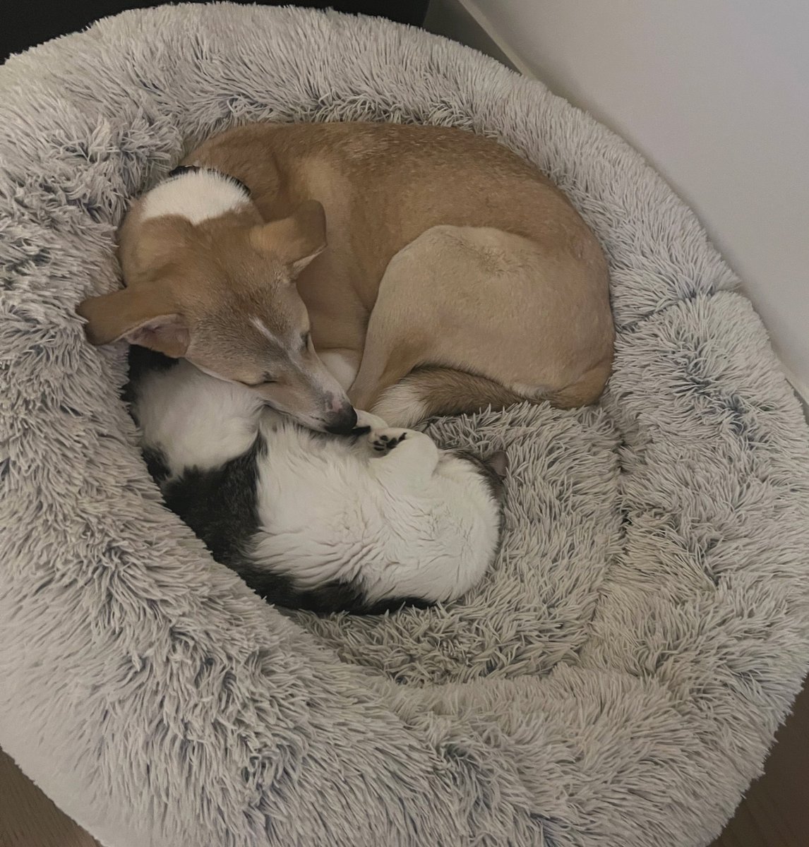 CottontailVA 🐰💋 tweet media