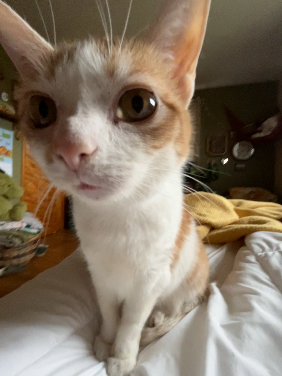 norberg & co tweet media