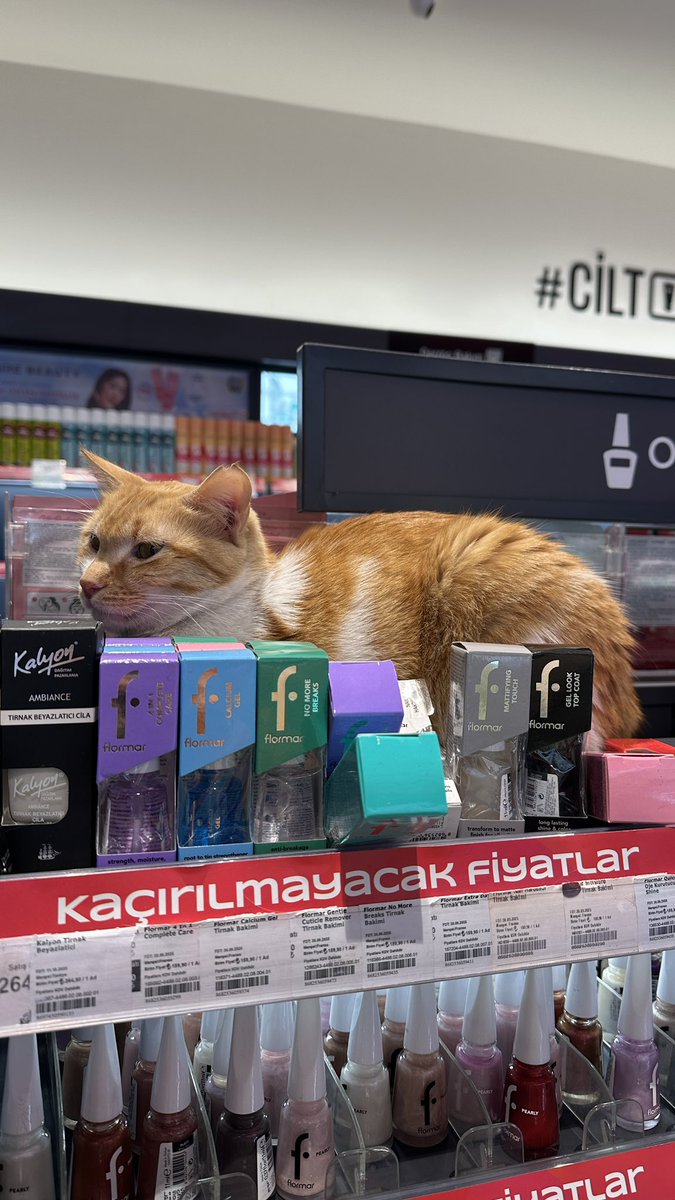 gizceres's tweet photo. @Perroandaluz71 1. Tienda de cosméticos
2.Cafetería
3.Librería

Todos son de Estambul. 😊 https://t.co/6M7FSxDuI5