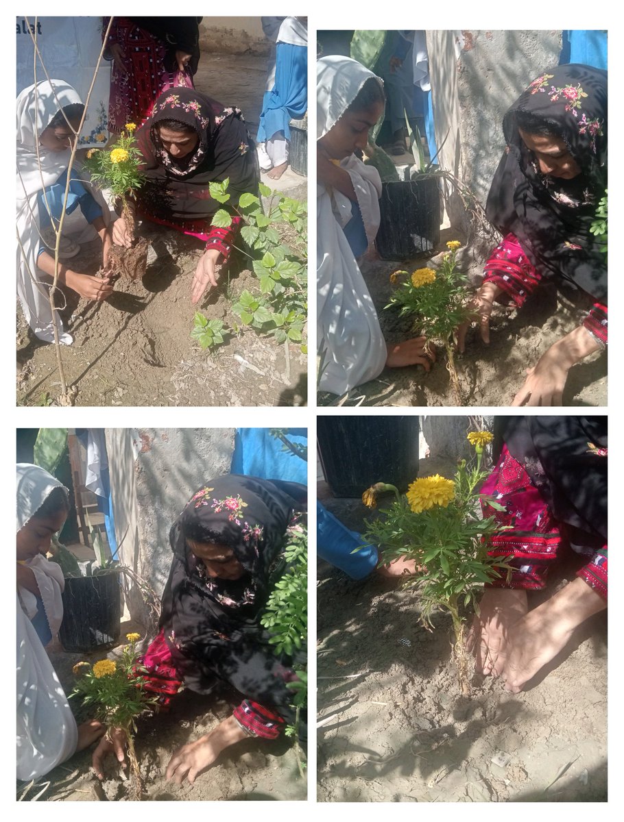 MulookImdad's tweet photo. 5 March 2026, a plantation activity was held at Govt Girls High School Koshkalat,Turbat Balochistan with students, teachers, and the Headmistress. The Head and teachers explained the importance of plants and asked students to take care of them.Let’s green GGHS Koshkalat. 🌱 https://t.co/rfRJxIJfN3