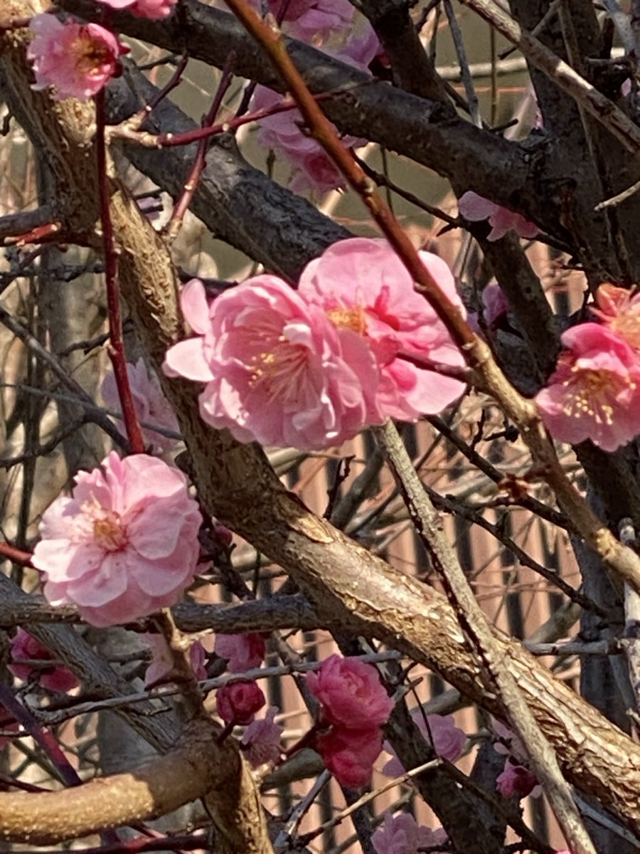 koutyan8481's tweet photo. おはようございます✨☘️🌹
今朝は晴れています✨✨☀️☀️
今日が穏やかな一日になりますように✨☘️😊🌹
#戦争はもう嫌だ
#憲法9条を守ろう
#分断より共生を https://t.co/9E1gm28Ium