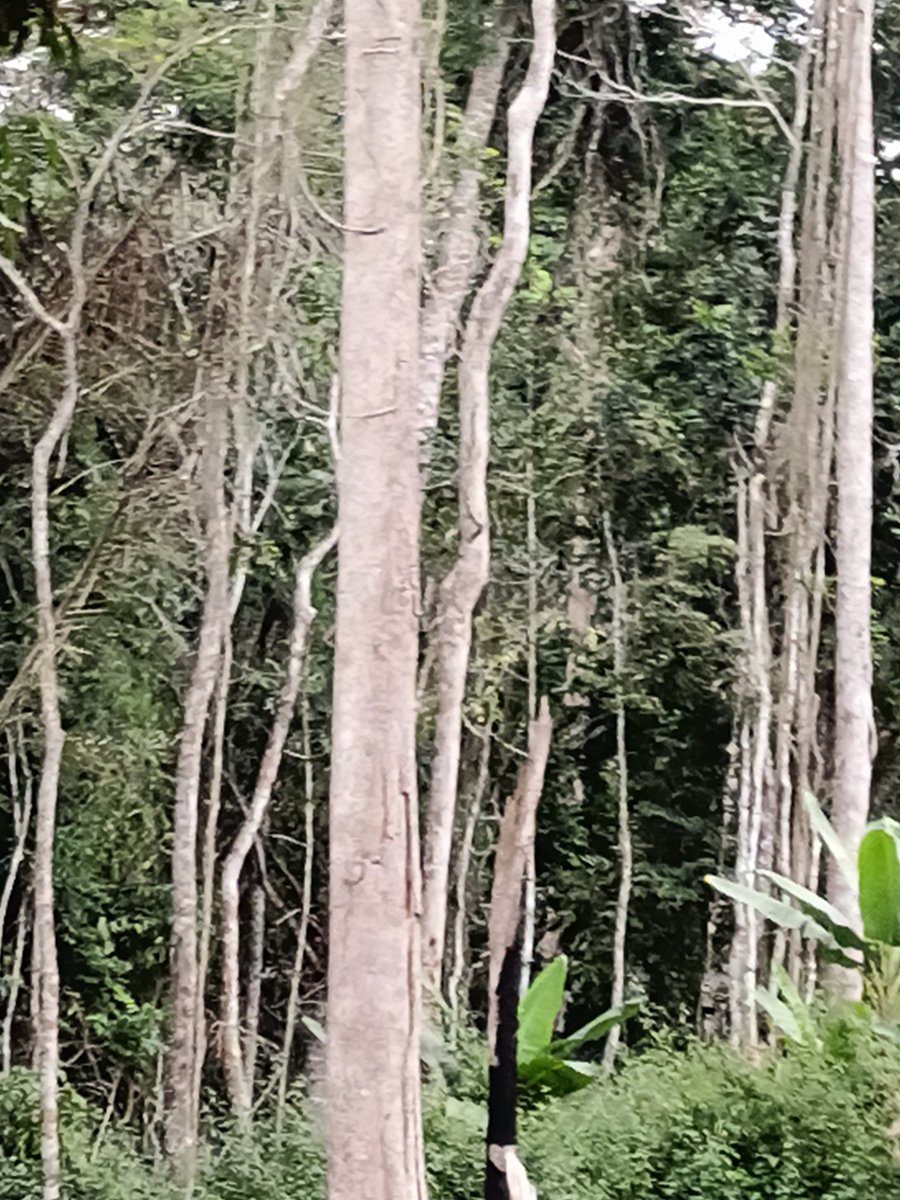 AbiluTangwa's tweet image. "The Amazon and Congo basins are more than just trees—they are our planet's climate control system.
Destroy them, and we steal stability from future generations. It’s time to restore, not destroy. 🌎💚 #SaveTheAmazon #SaveTheCongo #ClimateHope"