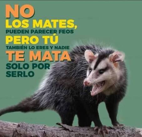 Señores <a href="/tctelevision/">TC Televisión</a> acabo de oír a una de sus periodistas escandalizarse porque una moradora de un barrio de Guayaquil encontró una zarigüeya… por si no lo saben estos animales son necesarios para el control biológico de los ecosistemas. No son un problema del barrio